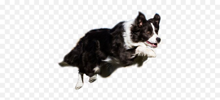 Thats My Super Dog Png Library Stock - Transparent Border Collie Png,Border Collie Png