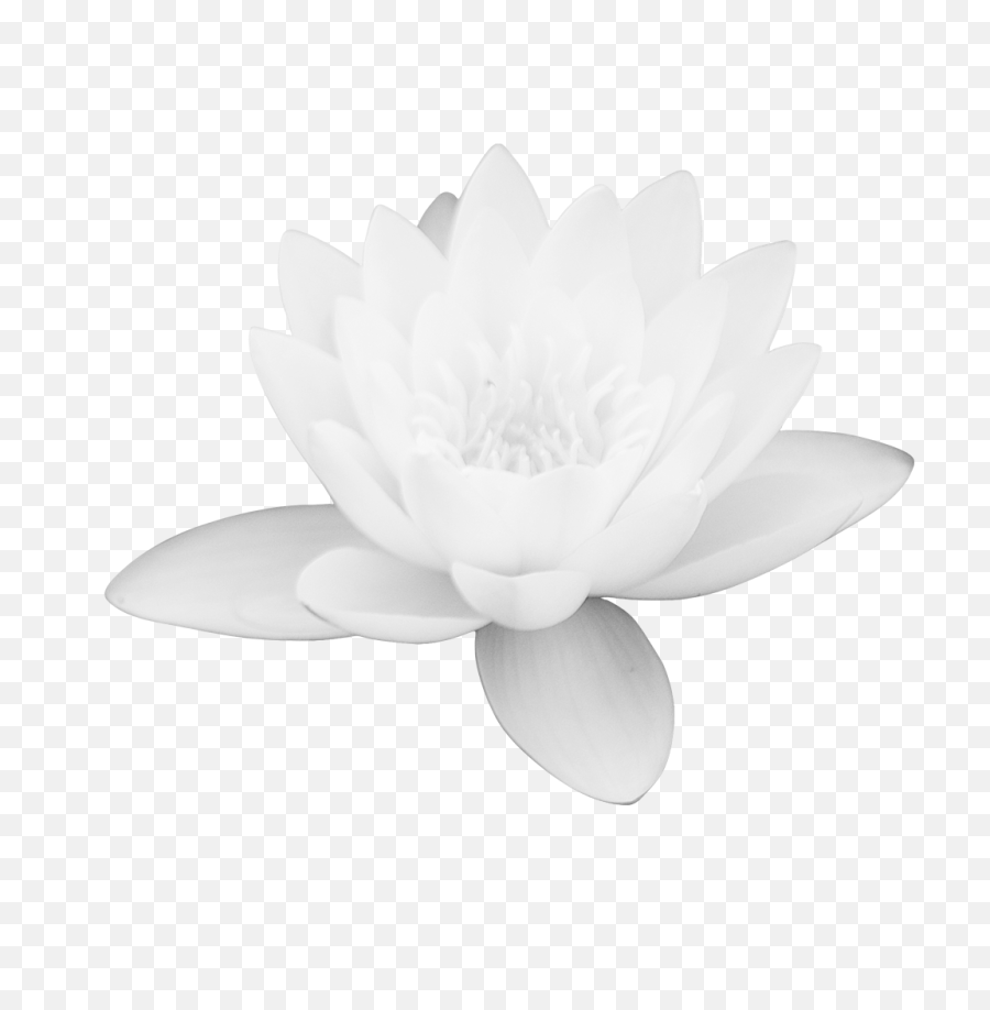 Download Lotus Flower Png Images Free - Sacred Lotus,Lotus Flower Png