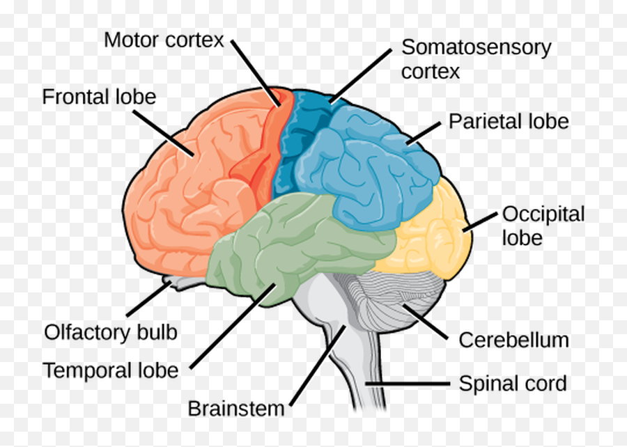 Download The Central Nervous System - Cerebral Cortex Lobes Lobes And Cortex Of The Brain Png,Nervous System Png