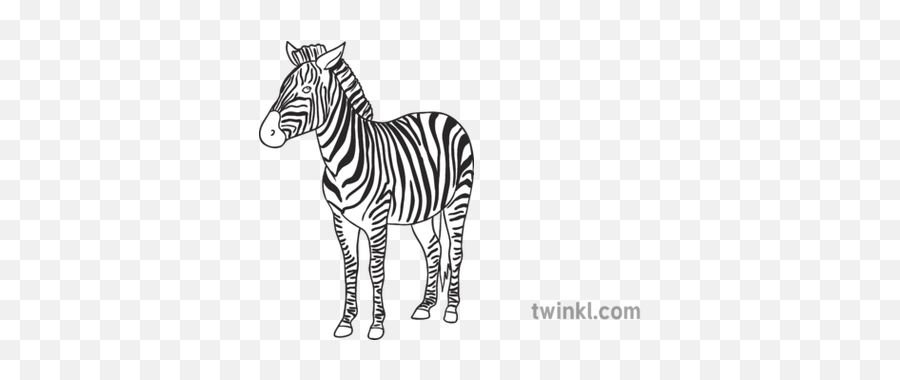 Zebra Open Eyes Animal Ks1 Black And White Rgb Illustration - Zebra Png,Zebra Png