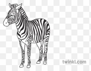 Zebra Open Eyes Animal Ks1 Black And White Rgb Illustration - Zebra Png,Zebra Png