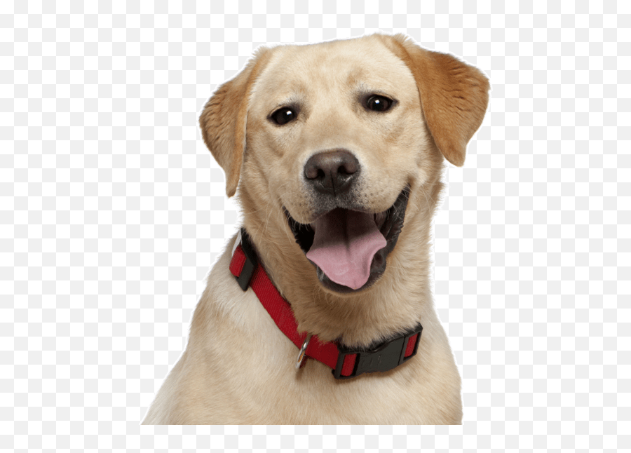 Golden Retriever Puppies For Sale - Kabir Singh Movie Dog Png,Golden Retriever Png