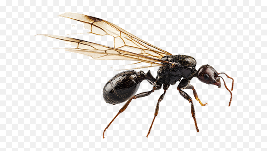 Black Garden Ant Nuptial Flight Pterygota Termite - Ant Flying Ant Png,Termite Png