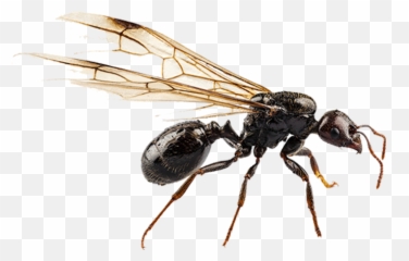 Black Garden Ant Nuptial Flight Pterygota Termite - Ant Flying Ant Png,Termite Png