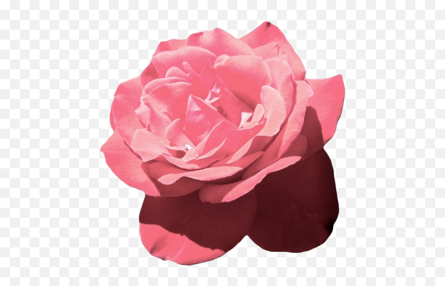 Aesthetic Flower Png Image - Pink Aesthetic Png Transparent,Rose Png
