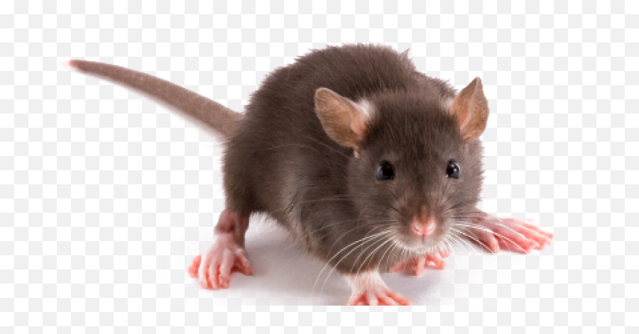 Rat - Many Toes Does A Rat Have,Rat Transparent Background