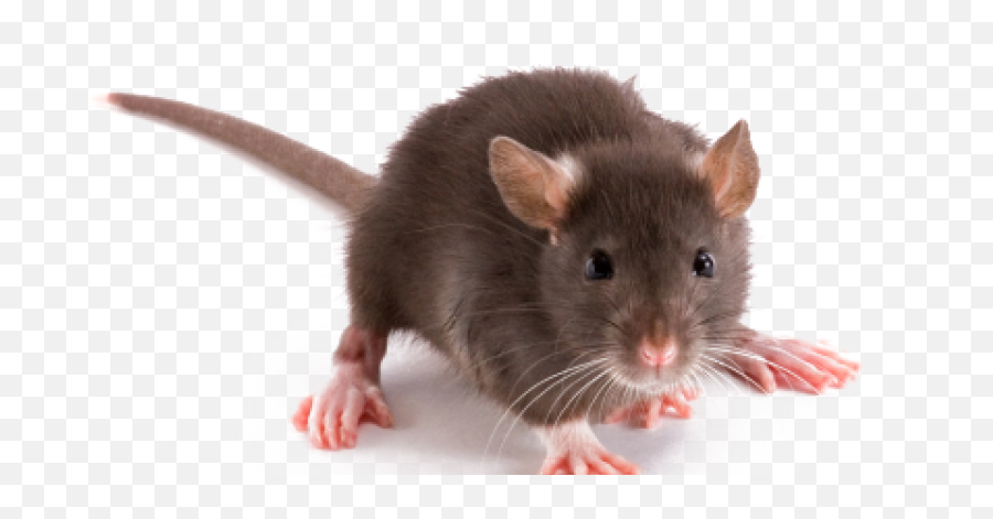 Rat - Many Toes Does A Rat Have,Rat Transparent Background - free ...