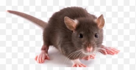 Rat - Many Toes Does A Rat Have,Rat Transparent Background