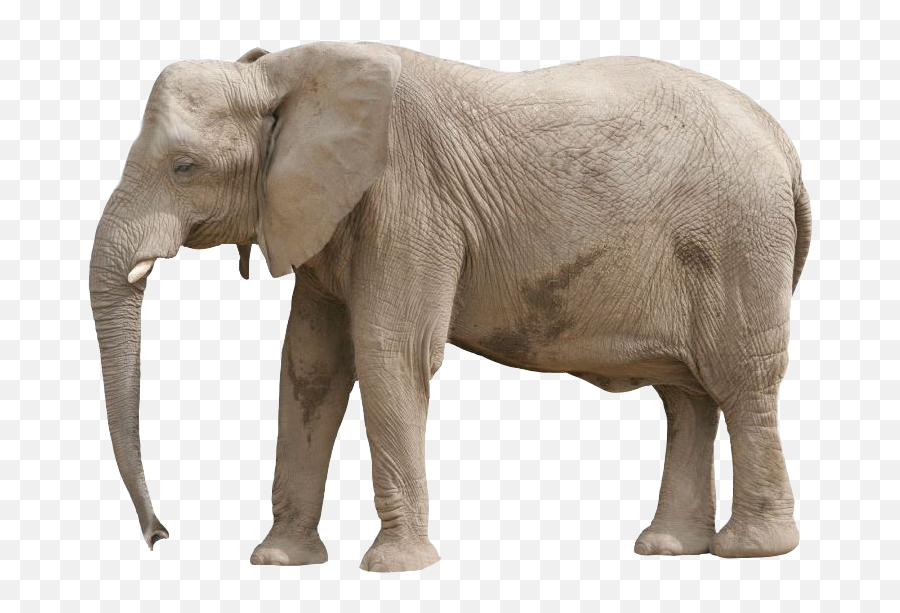 About Asian Elephants What We Do Elephant Family - Asian Elephant Cut Out Png,Elephant Transparent