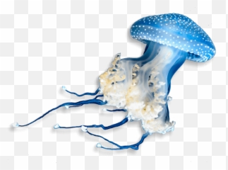Underwater Animals Png U0026 Free Animalspng