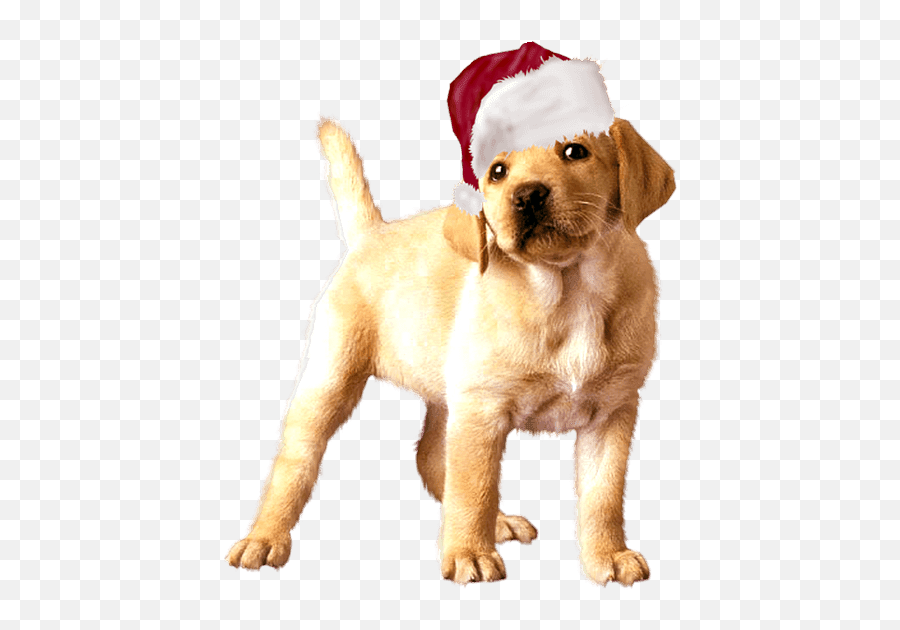 Gatos Y Perros Con Gorro Papa Noel - Dog Png,Gorro De Navidad Png
