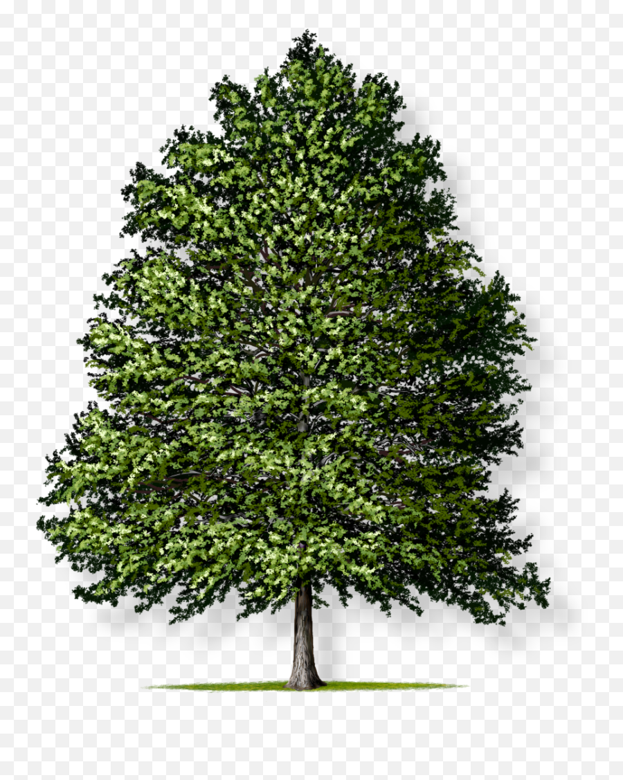 Pin Oak Tree Montgomery - Oak Tree No Background Png,Oak Tree Png