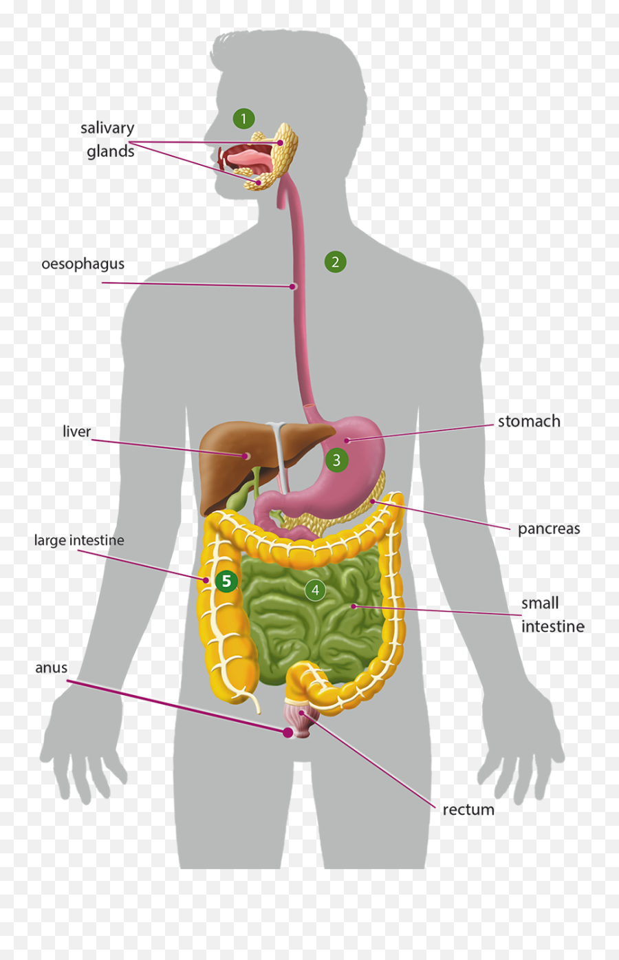 Clase De 6º - Andrés Segovia Science Unit 2 The Health Concerns Png,Digestive System Png
