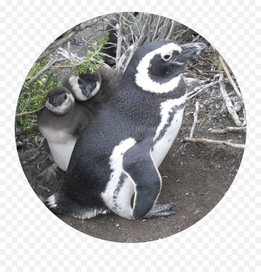 Lana Labs Penguins Gmbh U2013 Sustainability - African Penguin Png,Penguins Icon