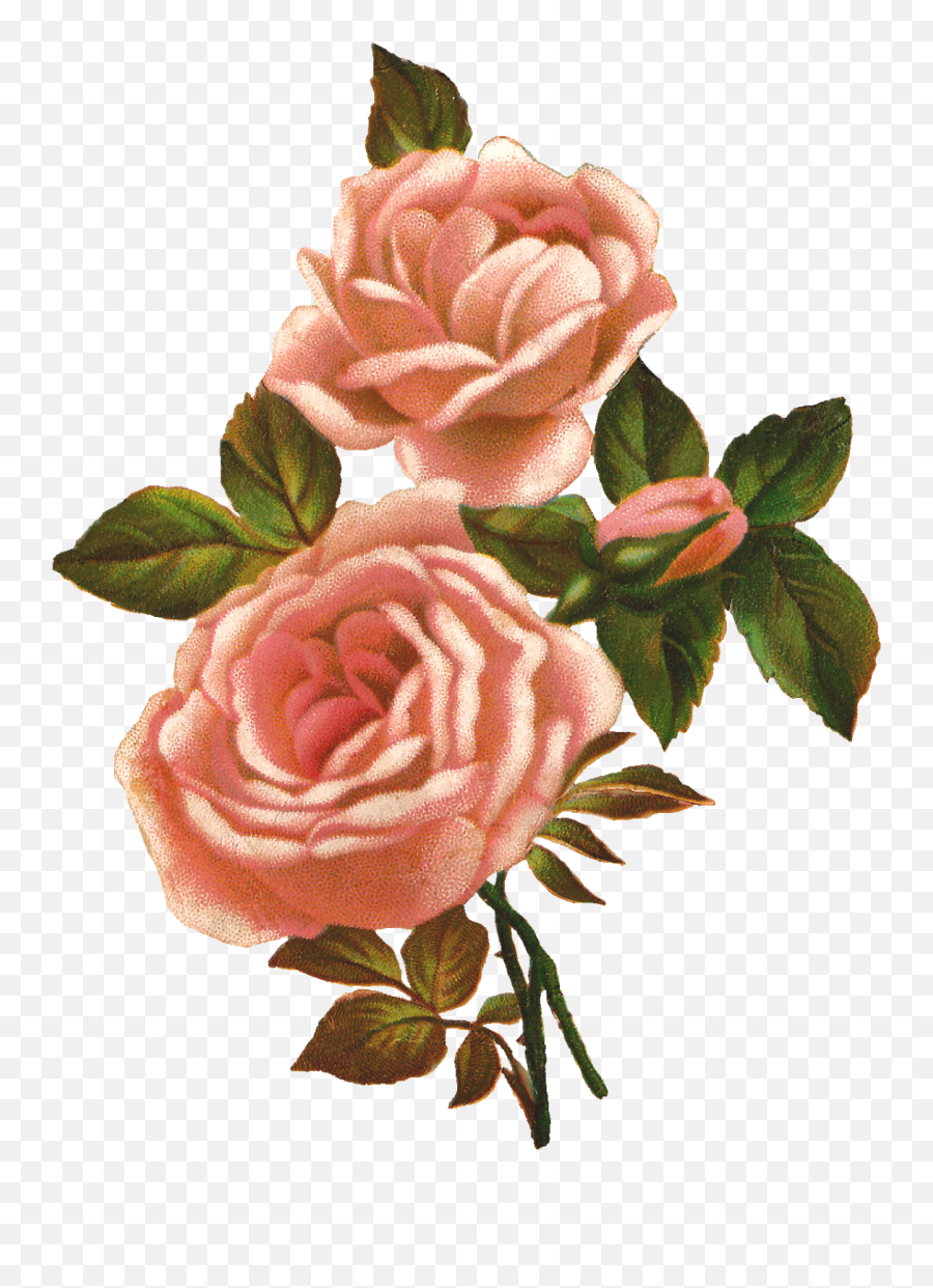 Vintage Roses Transparent Png Clipart - Vintage Flowers Transparent Background,Vintage Flower Png