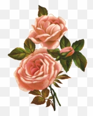 Vintage Roses Transparent Png Clipart - Flowers Background