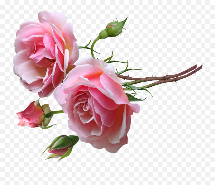 Flowers Pink Roses - Free Photo On Pixabay Garden Roses Png,Real Rose Png