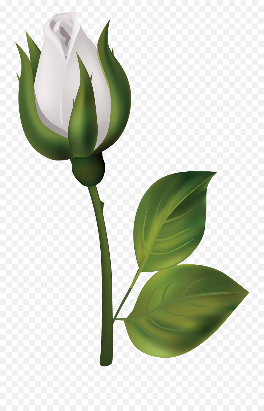 Download White Roses Png - Bud Clipart Png,Flower Stem Png