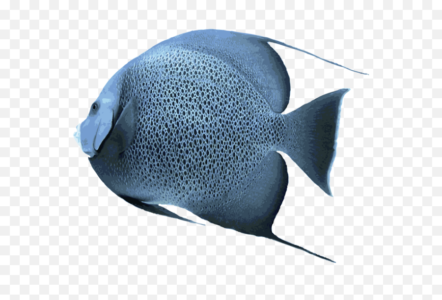 Download Angelfish Transparent Png - Salt Water Fish Png Saltwater Fish,Transparent Fish