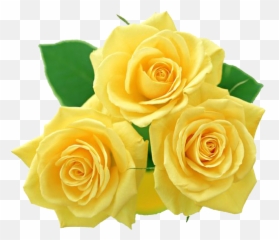 Download Free Yellow Rose Icon Favicon Freepngimg Png