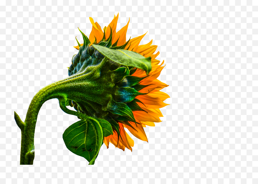 Sunflower Transparent Summer - Flores De Girasol Fondo Negro Png,Transparent Sunflower