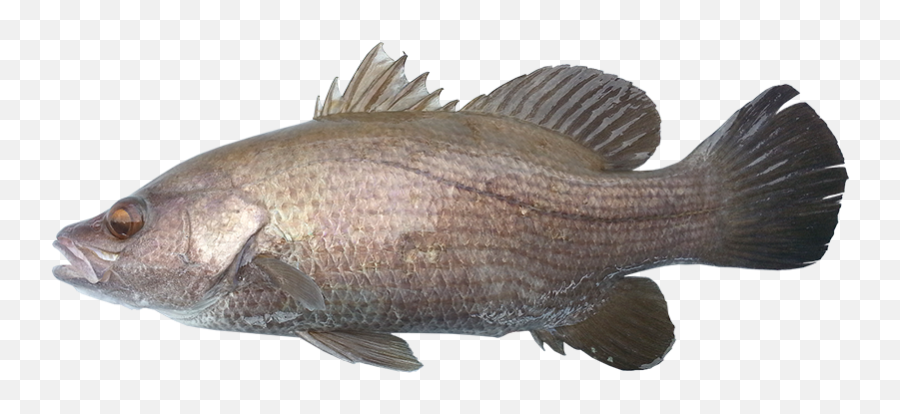 Sand Bass - Ntgovau Bass Png,Bass Fish Png