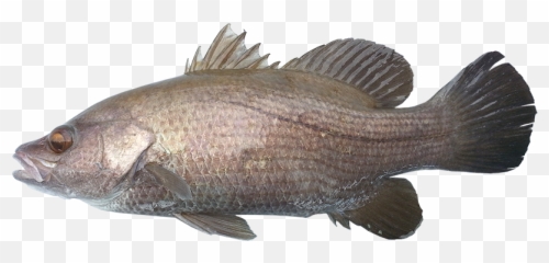Sand Bass - NTGOVAU Bass png
