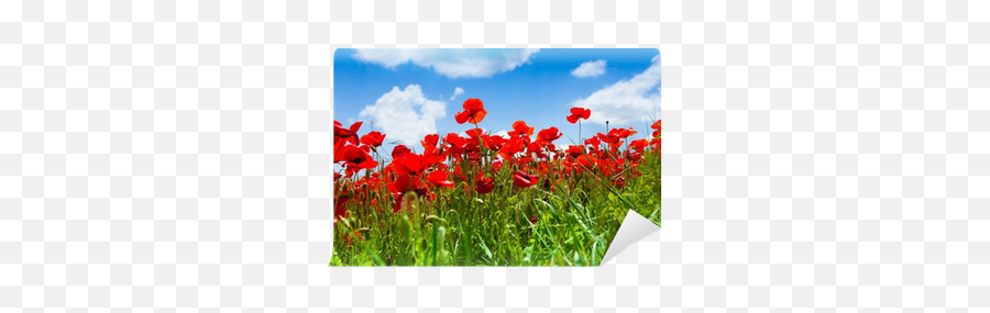400x400 - Pix Poppy Field At Sunset Wallpapers V22 Png Flower Field Low Angle,Poppy Png