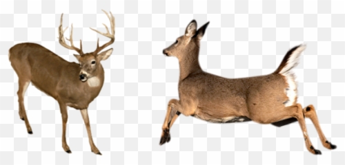 Whitetail Deer Png 2 Image - Transparent Tail