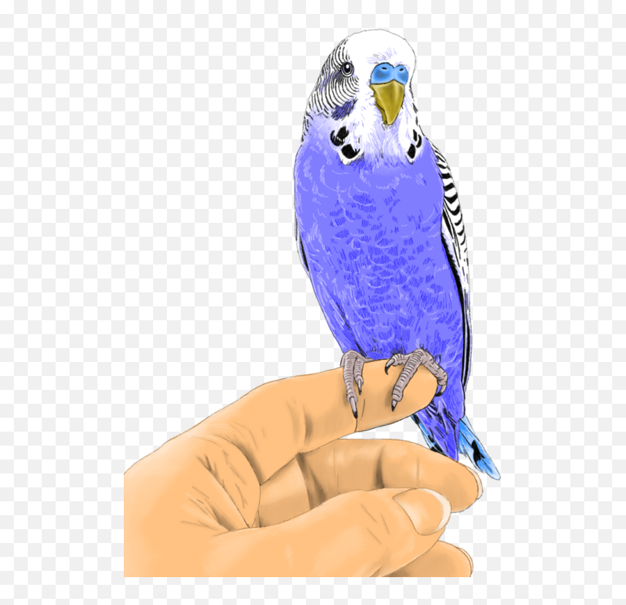 Download Budgie - Parakeet Full Size Png Image Pngkit Macaw,Parakeet Png
