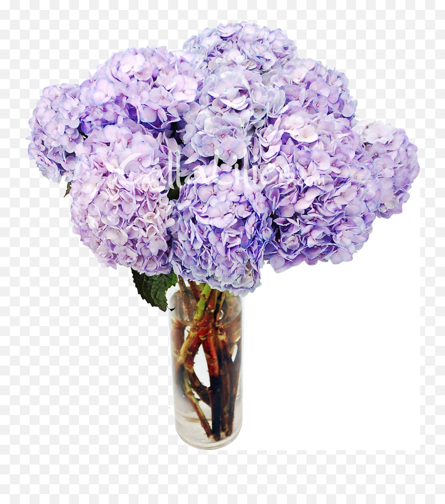 Download Tinted Hydrangeas Wedding - Wedding Lavender Flower Png,Hydrangea Png