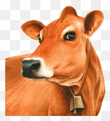 Download Exotic Breeds Of Cattle In India - Jersey Cow Jersey Cow Clipart Png,Cow Clipart Png