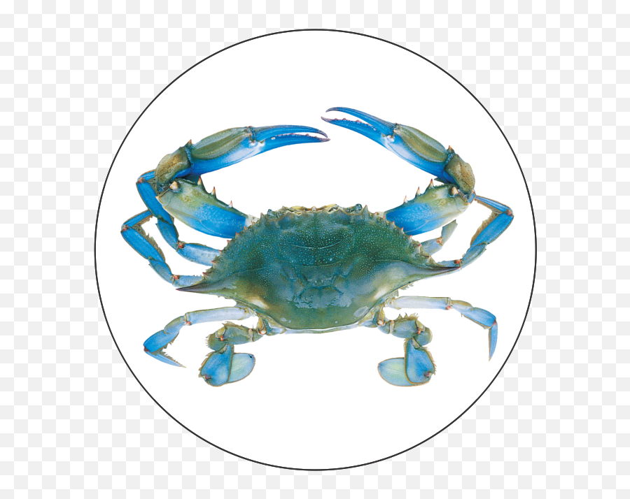 Blue Crab - Blue Crab Png,Crab Png