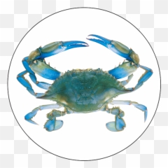 Blue Crab - png