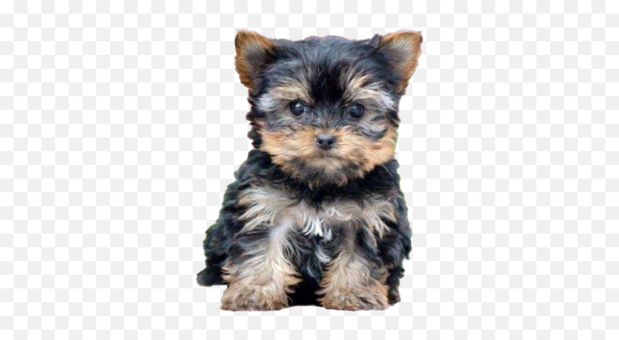 Yorkshire Terrier Puppy Png Free Image - Yorkshire Terrier Puppy,Puppy Png