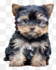Yorkshire Terrier Puppy Png Free Image - Yorkshire Terrier Puppy,Puppy Png
