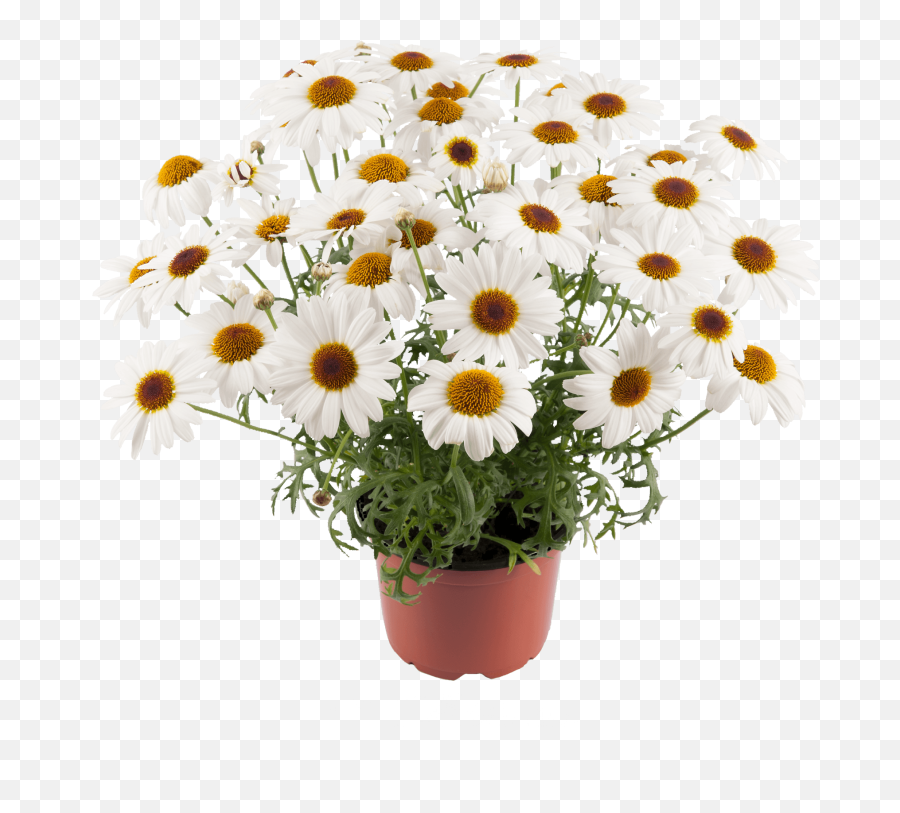 Grandaisy White - Flowerpot Png,White Daisy Png