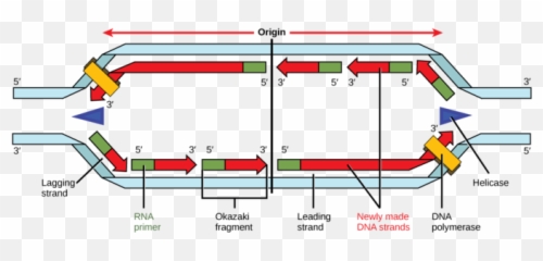 73b Dna Replication In Eukaryotes - Biology Libretexts Dna Replication Bubble Png,Dna Strand Png