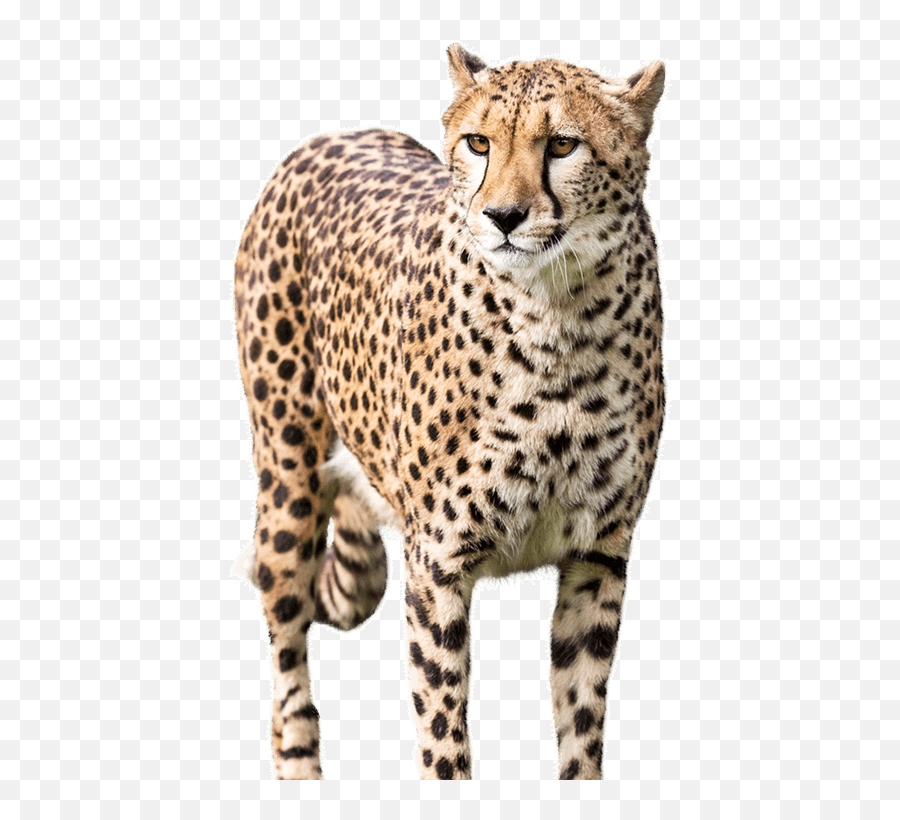 Cheetah Png Hd Images U2013 Transparent Download - Transparent Cheetah Png,Png Images Hd