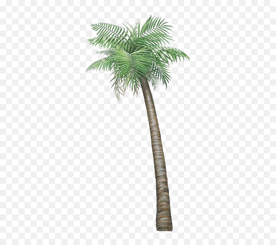 Download Palm Tree Png Transparent Image - Small Pictures Of,Small Tree Png