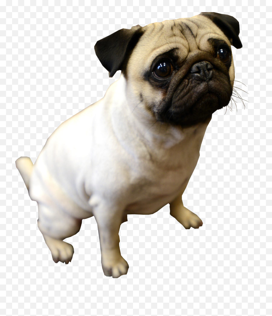 Gallery Free Png Images - Transparent Background Pug Png,Dolphin Transparent Background