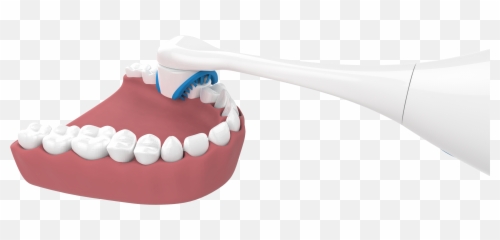 Swiv - IPD Integrated Product Design Canine Tooth png