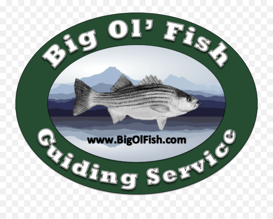 Lake Hiwassee December Striper Fishing - Trophy Fishing Fish Products Png,Bass Fish Logo