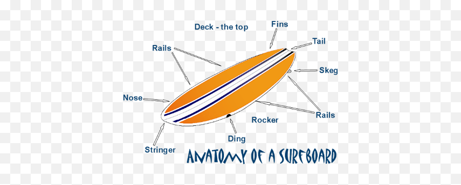 Parts Of A Surfboard Calima Surf Blog - Surfboard Diagram Png,Surf Board Png