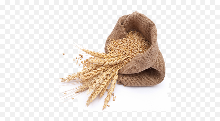 Wheat Grain Png Picture - Gehu Png,Grains Png