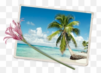Caribbean Island Wild Flowers - Caribbean Island Wildflowers Plage Paradisiaque Png,Wildflowers Png
