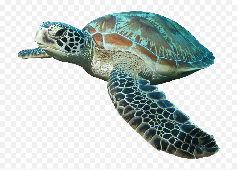 Download - Turtlepngtransparentimagestransparent Sea Turtle Transparent Background Png,Ridley Png