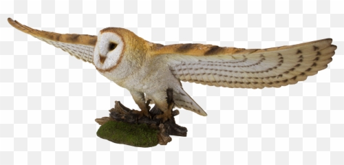Animal World Flying Open Wing Barn Owl - png