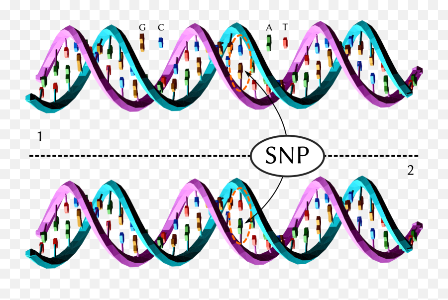 Single - Snp Genetica Png,Galaxy Icon Glossary