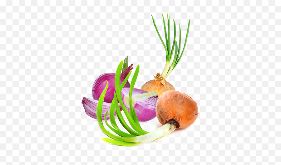 Download Healthier Crop - Root Vegetable Png,Onion Png